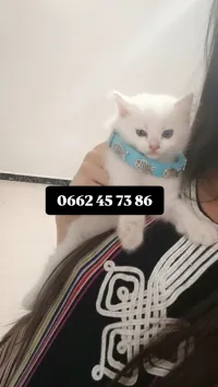Chat mâle shirazzi âge presque 2 mois