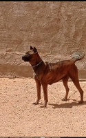 chien-cane-corso-ain-sefra-naama-algerie