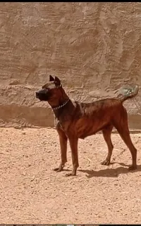 Cane corso 