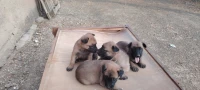 Chien malinois masque noir 2 femelle 2 mal 