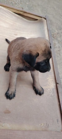 Chien malinois masque noir 2 femelle 