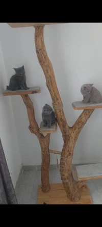 chat biritish short hair