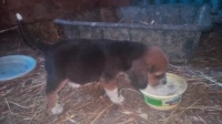Beagle 