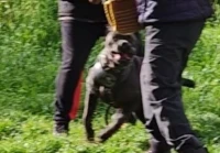 Chienne 