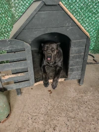 Cane corso 