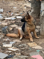 chien-berger-allemand-sour-el-ghouzlane-bouira-algerie