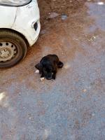 chien-pointer-hor-couleur-noir-serpent-baba-hassen-alger-algerie