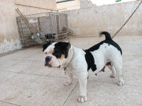 chien-a-vendre-deux-chiennes-americain-bully-une-pokette-et-lautre-xl-oran-algerie