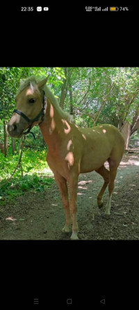 terrain-agricole-vente-saida-algerie