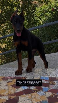 كلاب-doberman-أولاد-فايت-الجزائر