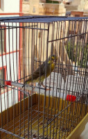 oiseau-mulet-serin-mozambique-alger-centre-algerie