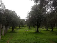 avendre arbres oliviers