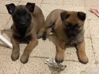 Malinois la pure race