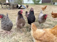 Poules pondeuses à vendre