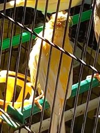 Vente en gros de plusieurs type de oiseaux