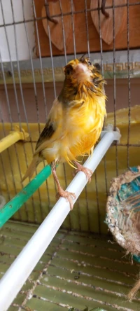 Couple Canari panaché