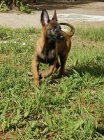 chien-des-chiots-malinois-masque-noire-dar-el-beida-alger-algerie