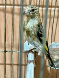 Chardonneret jeune Maroc مقنين تاع تلقام