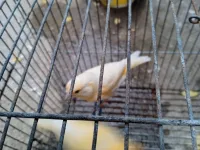 oiseaux
