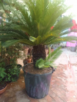 jardinage-vente-d-un-tres-beaux-arbre-cycas-revoluta-boudjellil-bejaia-algerie