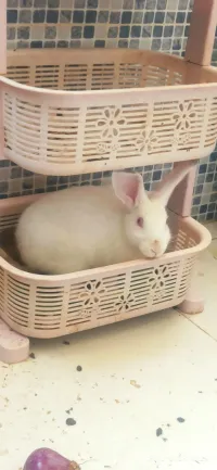 Lapin néo-zélandais