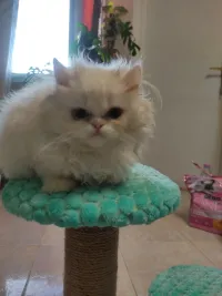 Chat à donner قطة للتبني