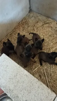 Malinois charbonné original 
