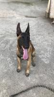 chien-malinois-6-mois-mdrisi-b-carnet-ta3o-bordj-el-kiffan-alger-algerie