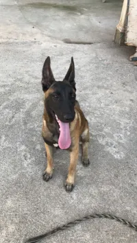Malinois 6 mois mdrisi b carnet ta3o