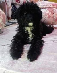 Caniche bichon 4 mois
