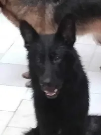 Chien berger 