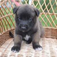 Chiots Bergers belges malinois