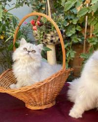 Chat persan silver shaded