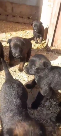 Chiot malinois charbonné 