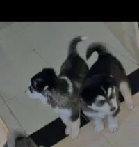 2 petit mal et femmel 