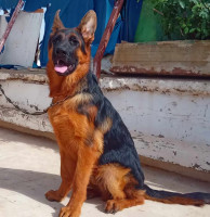 chien-berger-allemand-pedigree-algerie