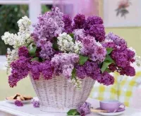 Les lilas 