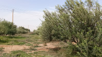 terrain-agricole-vente-djelfa-benhar-algerie