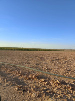 terrain-agricole-vente-djelfa-benhar-algerie