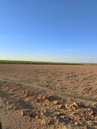 Vente Terrain Agricole Djelfa Benhar