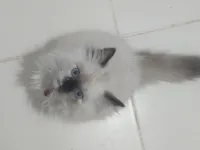 Petite Chaton femelle Persane