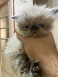 Chats persans Peke face