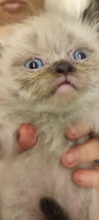Chat Persan