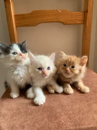 Chats persan