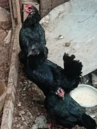 poulet noir simani