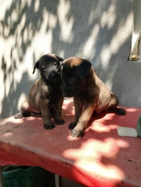 Chiots malinois 