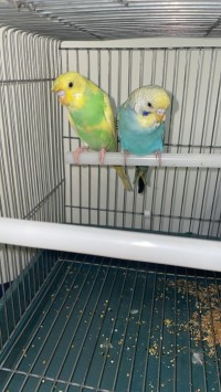 other-couple-de-perruches-cage-kolea-tipaza-algeria