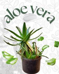 نباتات-و-زهور-vente-de-plante-aloe-vera-naturelle-100-الجزائر-وسط