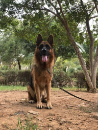 chien-male-berger-allemand-incline-bien-dressage-baraki-alger-algerie