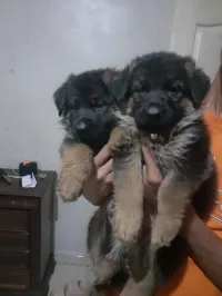 Female berger allemand Incliné
